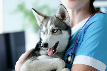 Veterinarian holding a husky dog in a clinic setting