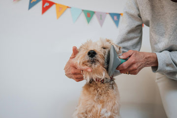 Person grooming a small dog with a brush in front of colorful flags