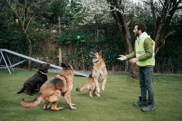 Man playing fetch with three dogs in a garden