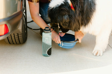 Person filling a water bottle with a dog drinking from a collapsible bowl on a car's open trunk.