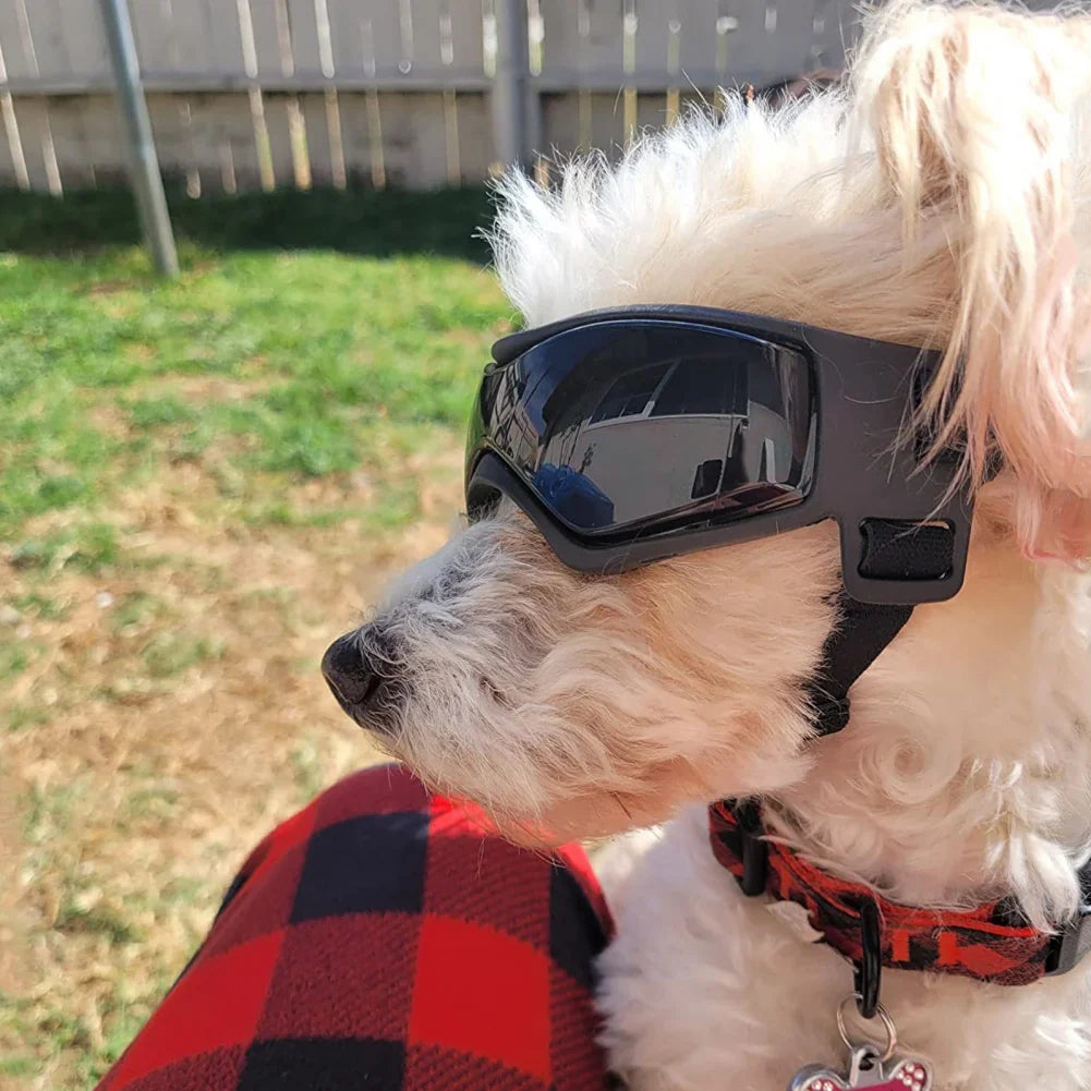 Midello dog goggles close-up showing soft cushioned frames and shatter-resistant lenses
