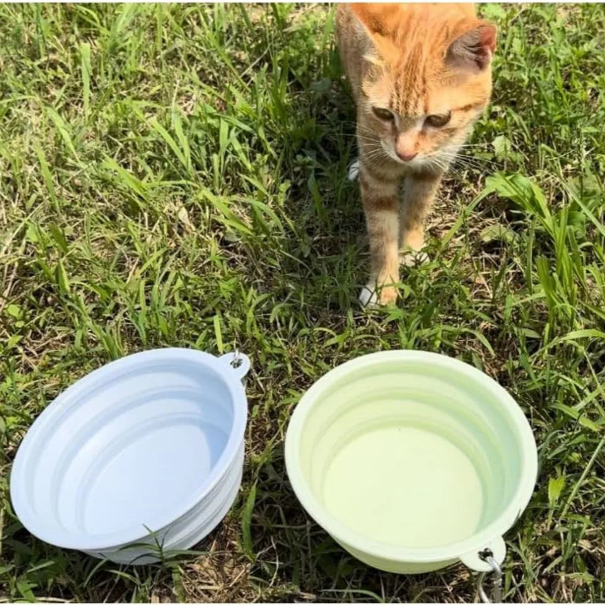 Midello portable dog bowl in use — dog drinking water during a hiking break