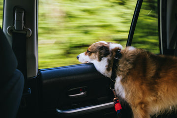 Dog looking out of a car window with a blurred green landscape outside