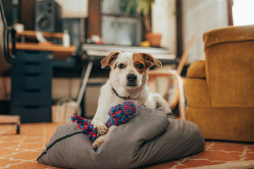 Dog sitting on a pillow with a toy in a cozy living room.