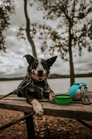 Portable dog water bottle with stainless steel design from Midello.eu