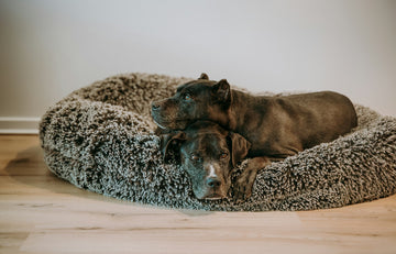 Two dogs lying on a fluffy pet bed indoors.